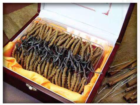 黔南冬虫夏草回收